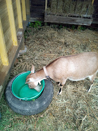 Photo n°4 de Domaine des fées à Beignon (Maison d'hôtes)