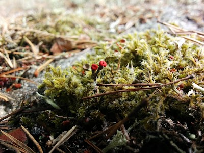 photo of Tiveden National Park