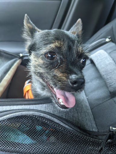 Nanuet Animal Hospital - Thumbnail