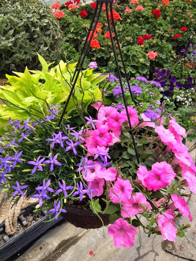 Miller Flowers Greenhouse & Garden Center - Thumbnail