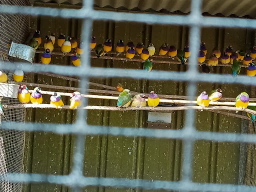 Bird and Fish Place - Thumbnail