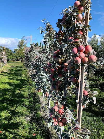 Hood River U-Pick Organic -- Organic U-Pick Cherry Season is Next! Check www.hoodriverupick.com in June to get an idea of when we will open --usually around very late June.