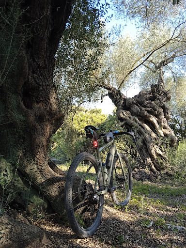 Los Olivos de Patricio Carreró - Thumbnail
