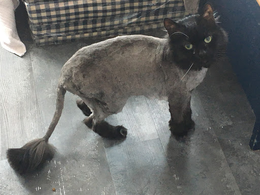 Nine Lives Cat Center - Thumbnail