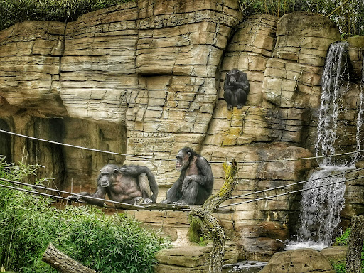 Ape Mountain - Visual