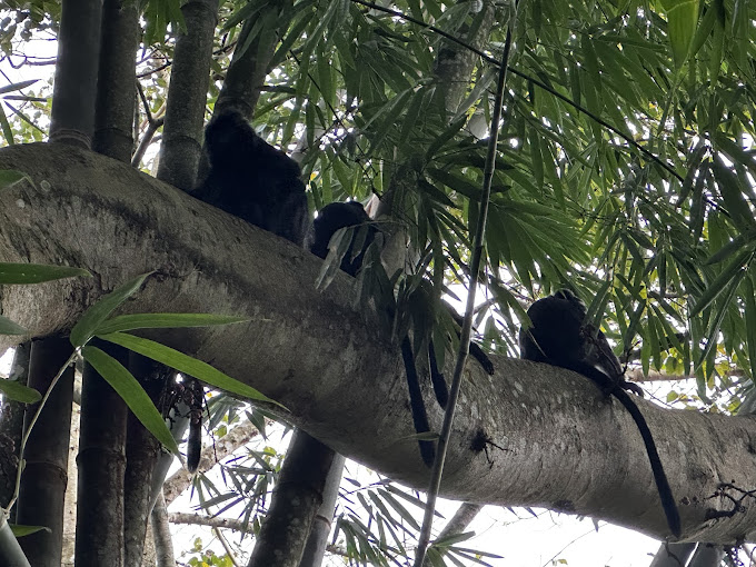 Monkey Forest Tetebatu