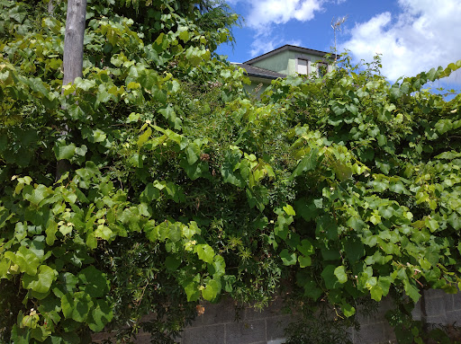 Área de lecer Castro Ribeiras de Lea