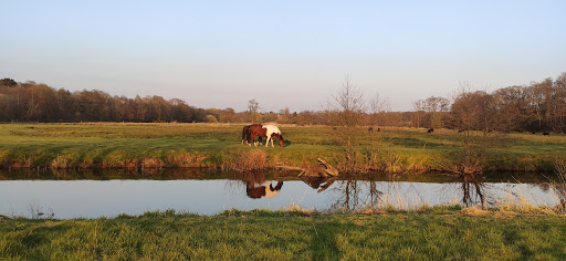 Thundry Meadows - Thumbnail
