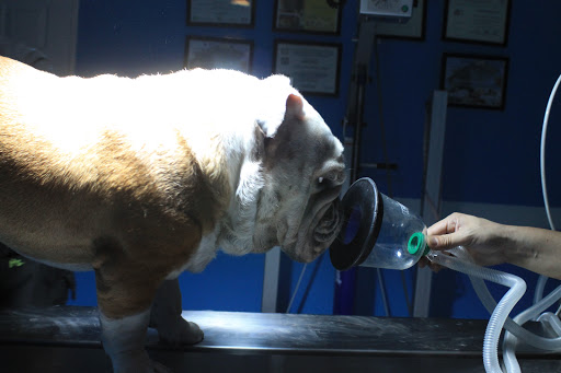 Centro Veterinario de Especialidades