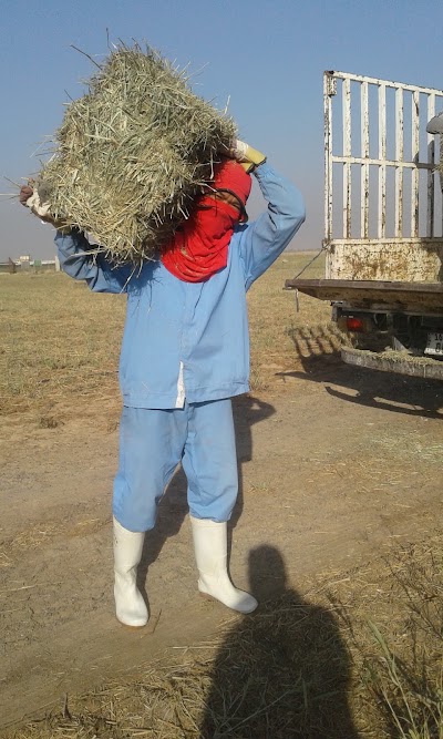 Photos of Farm ALHaSawi - مزرعة الحساوي