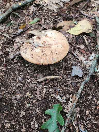 Glennie Woodlot and Town Farm Forest trail - Thumbnail