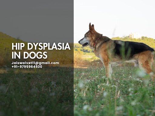 Hip Dysplasia in Dogs: Expert Diagnosis & Treatment at Vet Land Pet Clinic post image