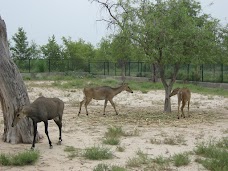 Wildlife Park khanewal