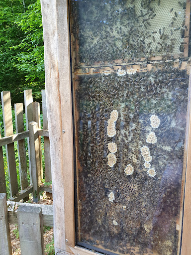 Bienen-Schaukasten Gallery - Germany