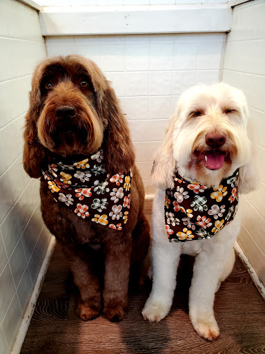 Golden Paws Boutique & Grooming Salon - Thumbnail
