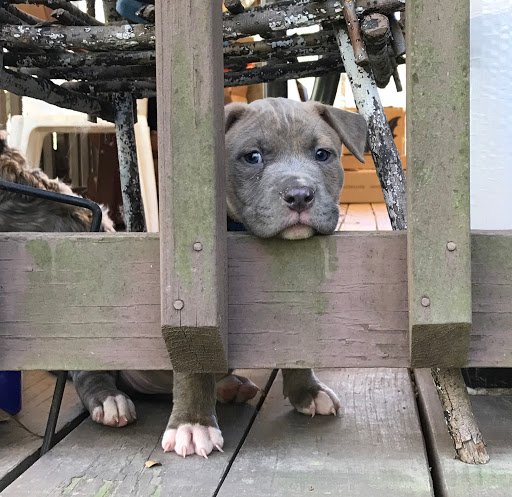 Pita & Pecan’s Animal Refuge - Thumbnail