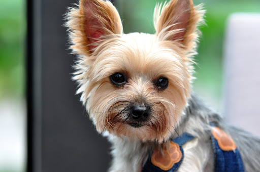 A Precious Pet Resort Gallery - United States