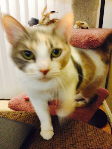 Verde Valley Roaming Vet Services - Thumbnail