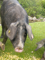 Photo n°6 de Clinique vétérinaire des Vallées à Ajaccio (Clinique vétérinaire)