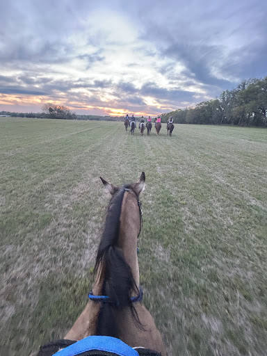 DOK Stables - Visual