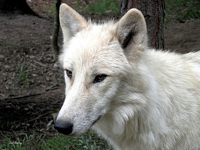 Photos of Wildpark Alte Fasanerie
