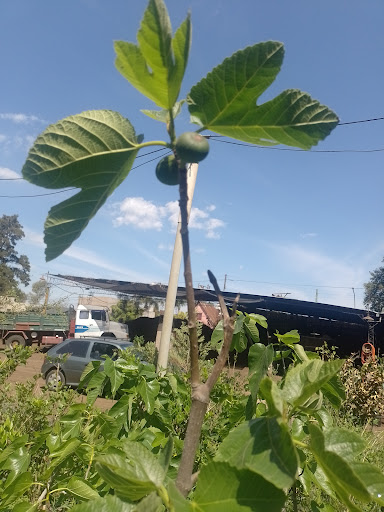 Almacén de plantas online - Foto 1