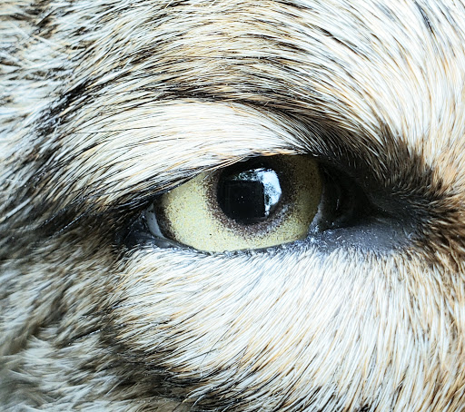 Weathermon Taxidermy - Thumbnail