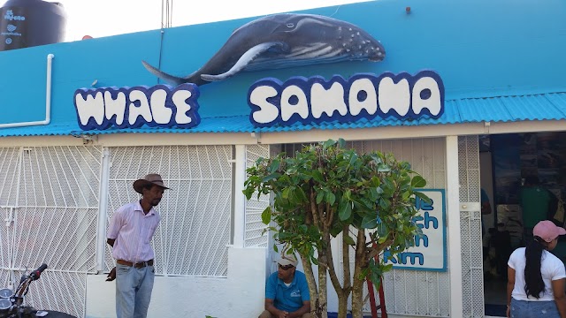 Whale Samana by Kim Beddall