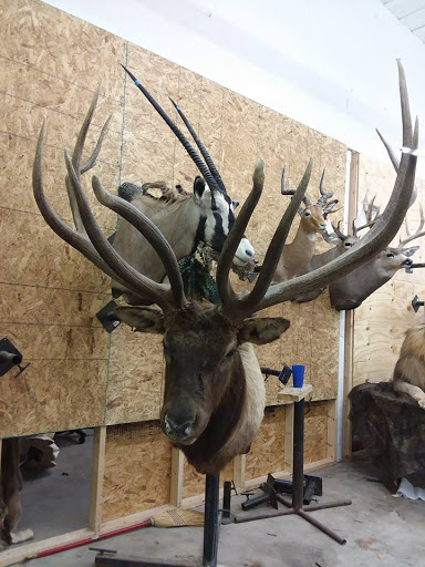 Wildlife-Action Taxidermy and Deer Processing - Thumbnail
