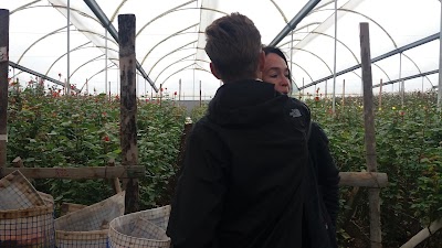 Photos of NEVADO ROSES
