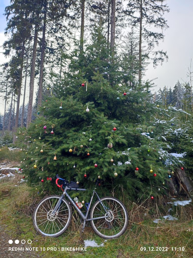 Weihnachtsbaumallee - Thumbnail