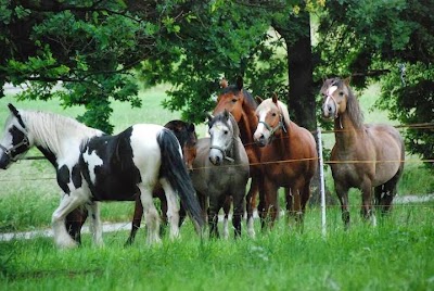 Photos of Reitschule Palido | Nora Altmann | Reiten in Dresden-Mockritz