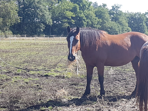 Equestrian Center Du Vieux Château - Thumbnail