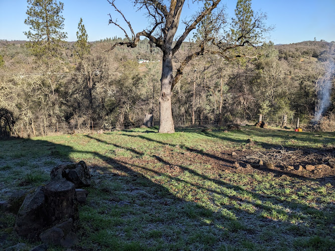 Davis Tree Management