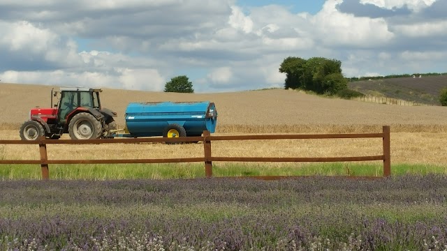 Hitchin Lavender