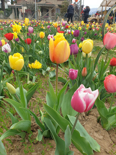 Tulipania World - Thumbnail