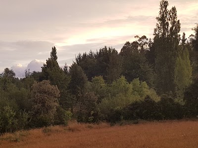 Photos of Humedal Puyehue