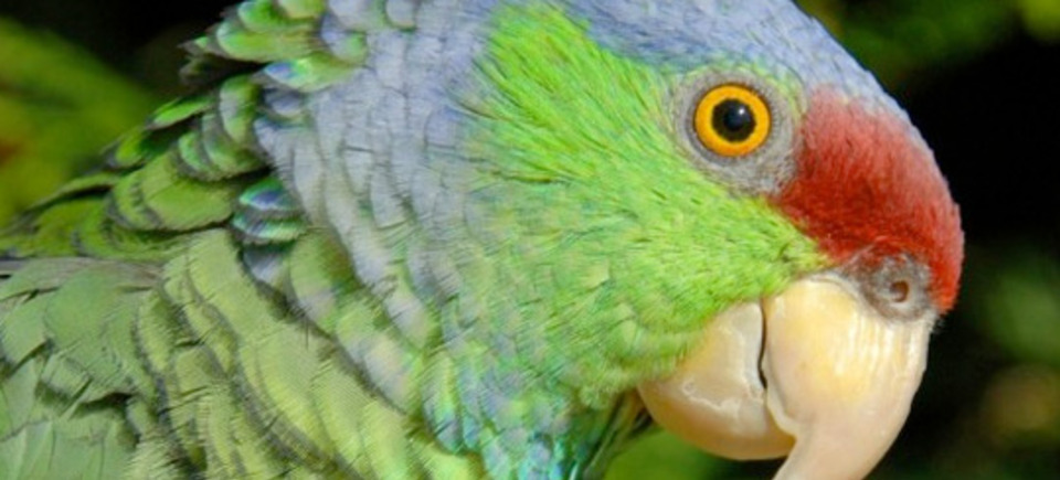 Parrots of the World