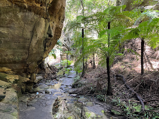 Carnarvon Gorge camping area, Carnarvon National Park - Thumbnail