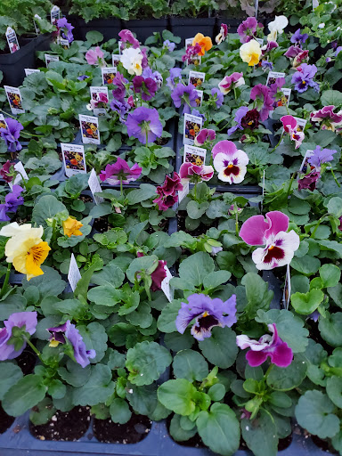 Amber Waves Greenhouse - Thumbnail
