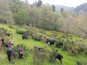Photo n°7 de La Ferme des Pommeaux Blancs à La Versanne (Attraction touristique)