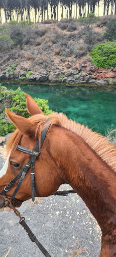 Edora Equitours Mare - Thumbnail