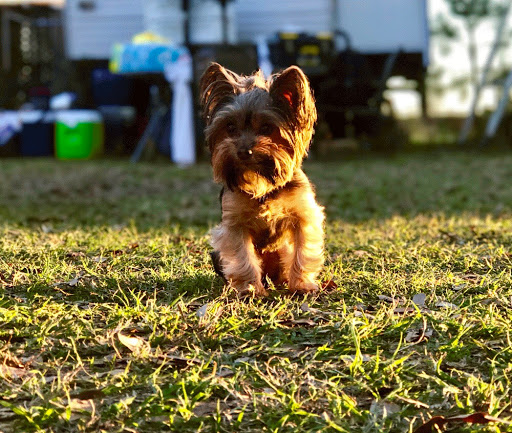 Dogwood Animal Hospital - Thumbnail