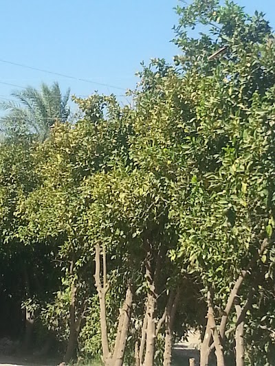 Photos of الشجيريه