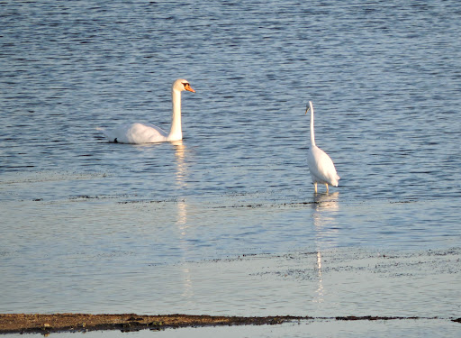 Herons Green Bay Parking - Thumbnail