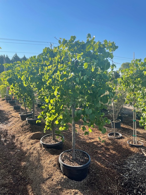 Arbor Farms Nursery