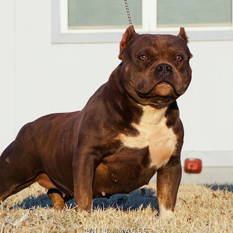 Oklahoma Bully Breed Expo 3 – THE AMERICAN BULLY KENNEL CLUB