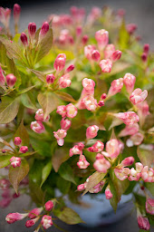 Photo n°51 de GAMM VERT à Coulommiers (Pépinière)