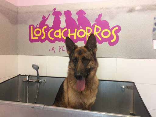 Veterinario Los Cachorros - Thumbnail