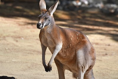 Kangaroo Habitat